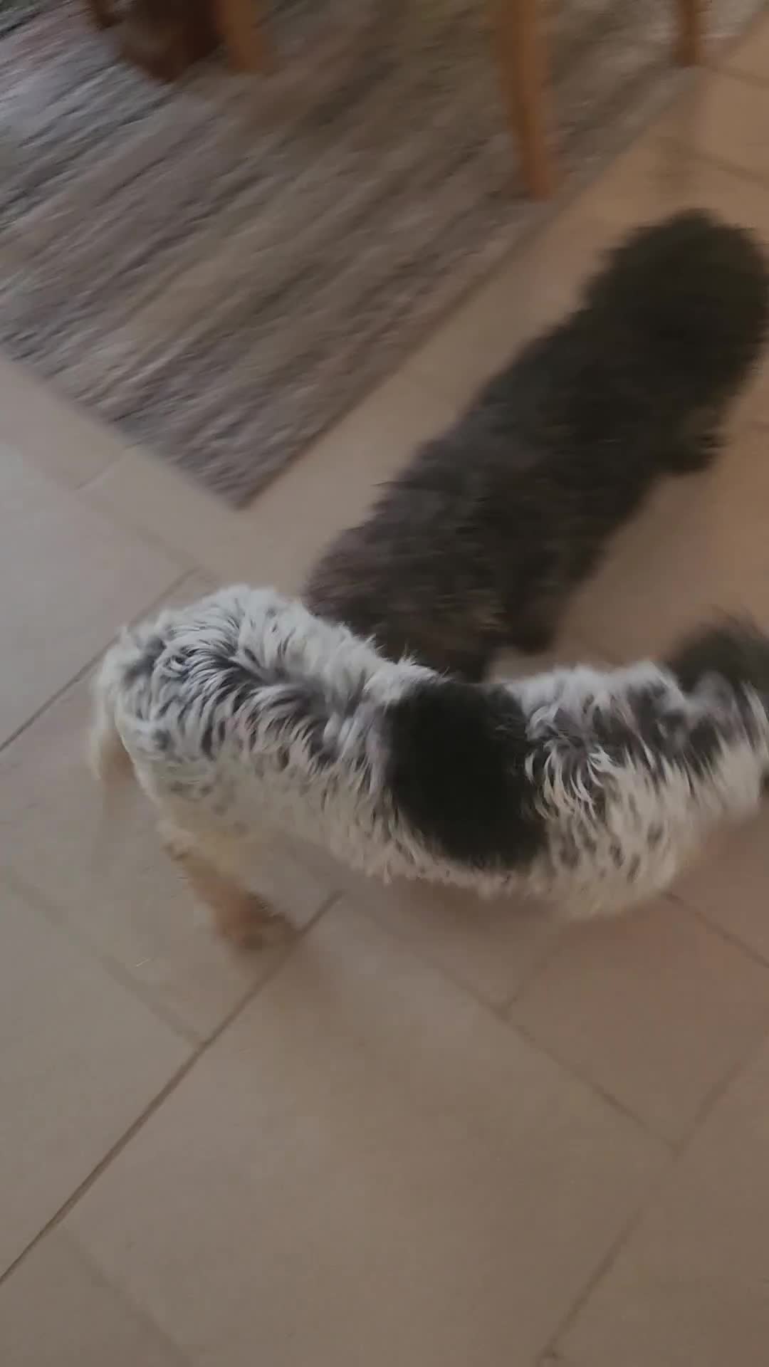 Basset Griffon Vendeen dogs for sale: Griffon grand bassets  - Video 4