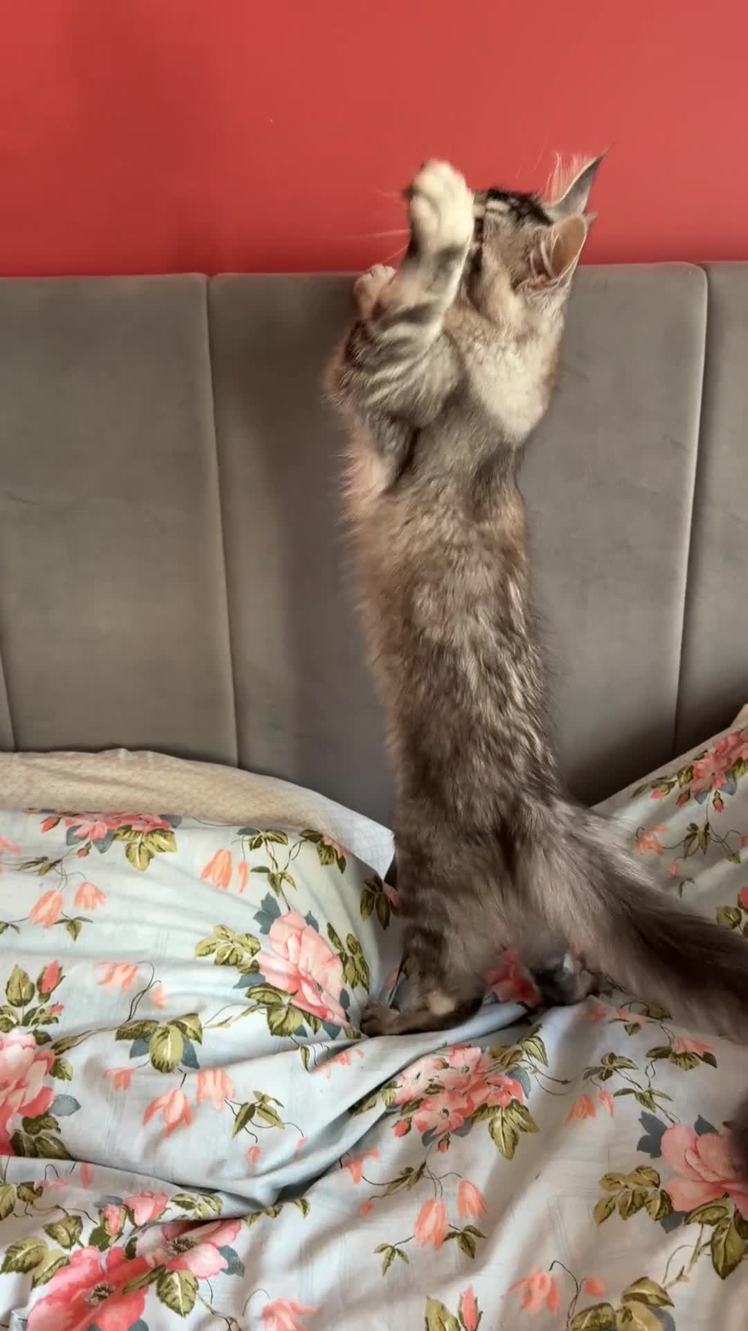 Maine Coon cats for sale: TICA Pedigree Maine coon🧬health tested - Video 2