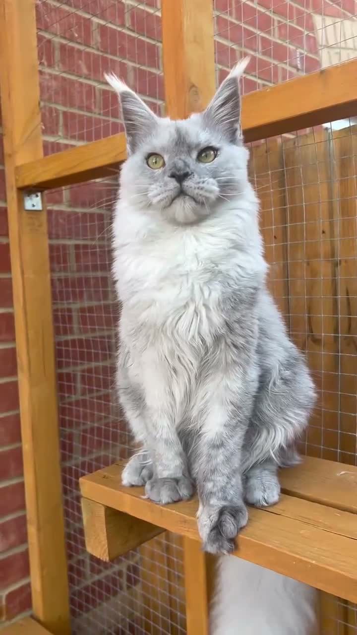 Maine Coon cats for sale: Kitten Maine Coon female black smoke  - Video 1