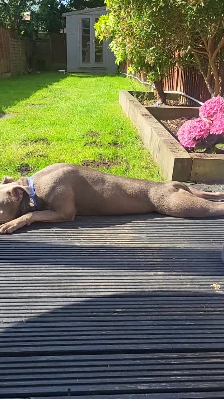 Mixed Breed dogs for sale: Staffy x Female x  - Video 2