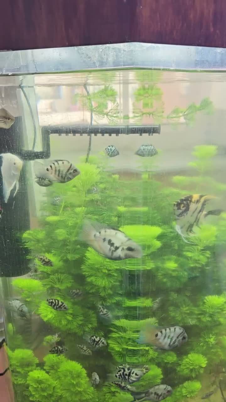 Cichlids fish for sale: Polar blue parrot chiclids  - Video 2