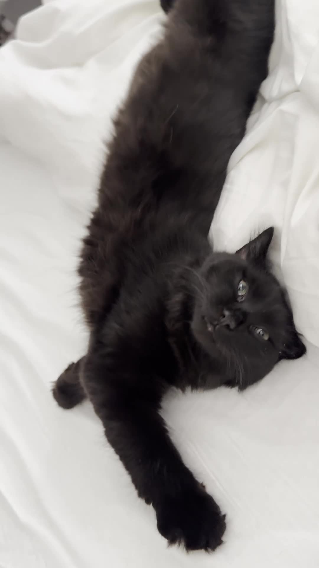 Siberian cats for sale: Affectionate Siberian-Mix Kitten (12 Months) - Video 5