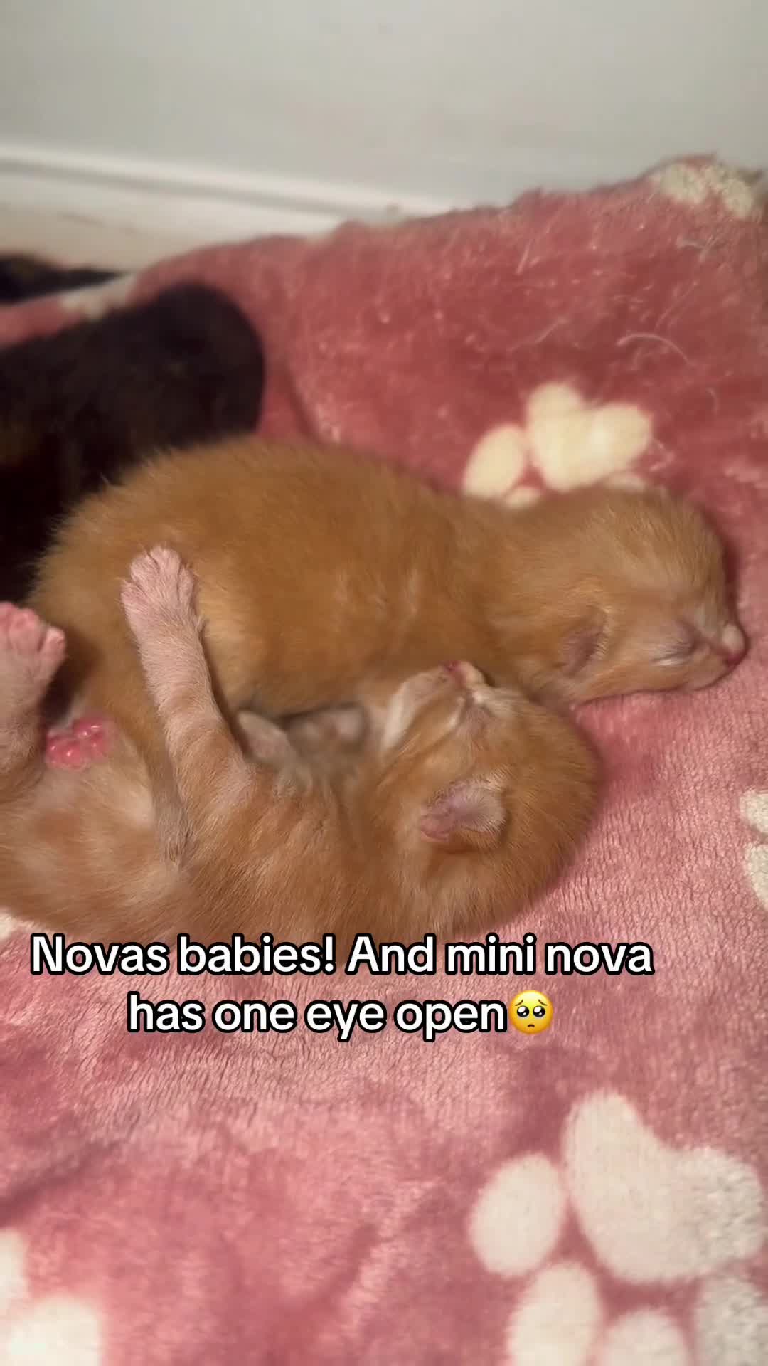 British Shorthair cats for sale: Kittens - Video 1