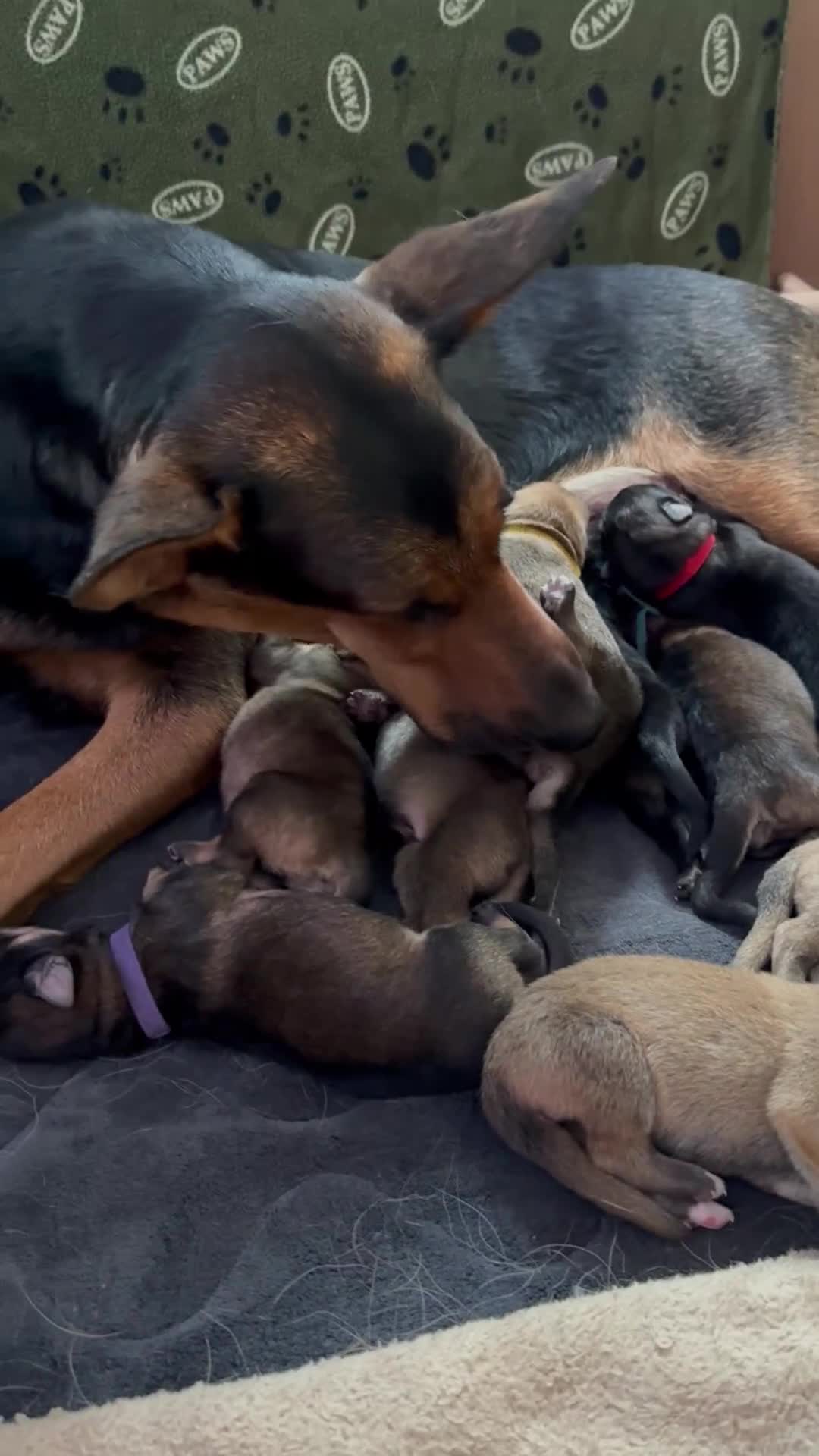 Mixed Breed dogs for sale: Beautiful Inca & handsome Nanuq PUPDATE x2  - Video 1