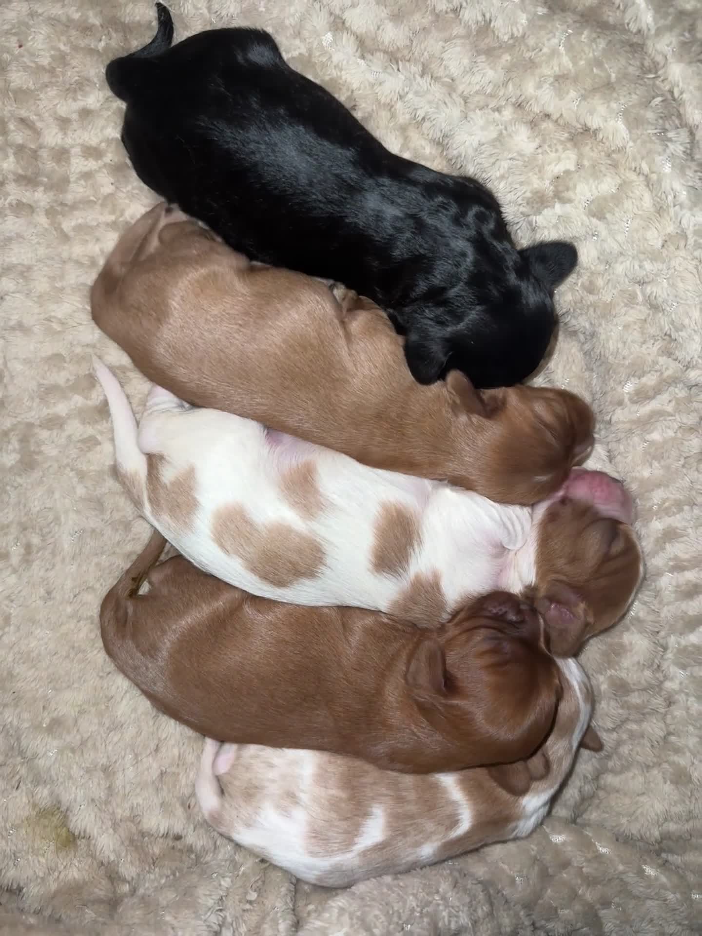 Cavalier King Charles Spaniel dogs for sale: Beautiful pups DNA HEALTH TESTED parents  - Video 2