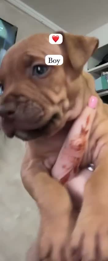 American Bull Staffy dogs for sale: Staff mixed beautiful dogs  - Video 2