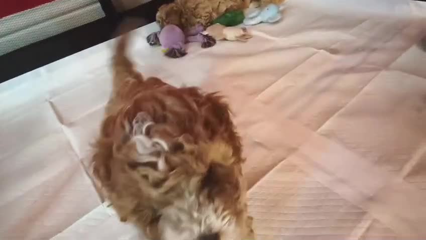 Cockapoo dogs for sale: Cockapoo mini toy in Leeds - Video 1
