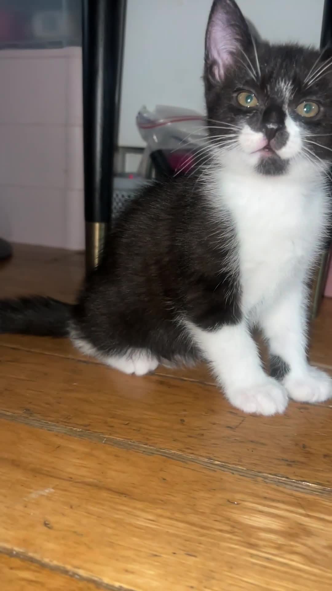 Mixed Breed cats for sale: Well-Socialised Kittens – Loving Homes Wanted - Video 5