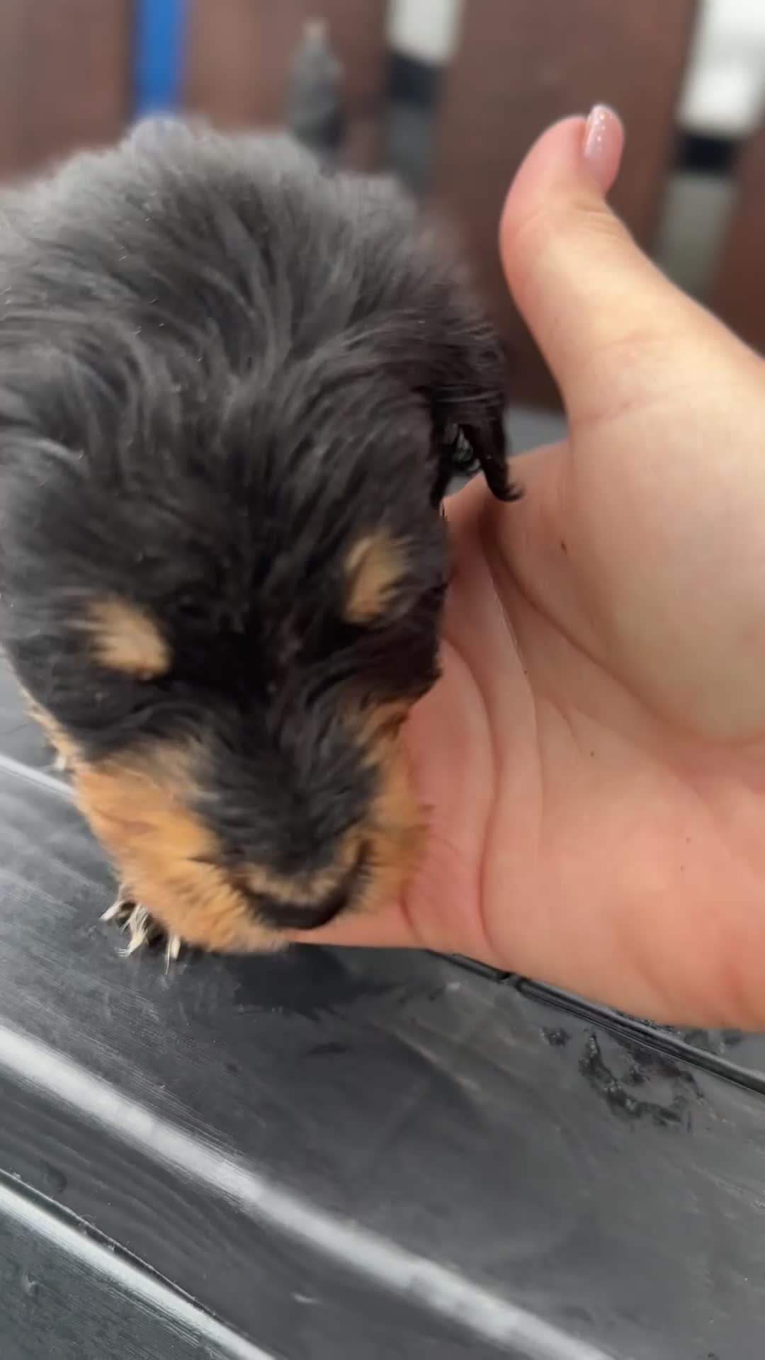 Dachshund dogs for sale: Jackshund puppies looking for a place to call home - Video 1
