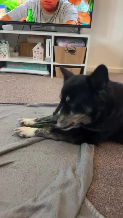 Mixed Breed dogs for adoption: ❤️Zara: kind, loving & well-balanced Husky cross❤️ - Video 2