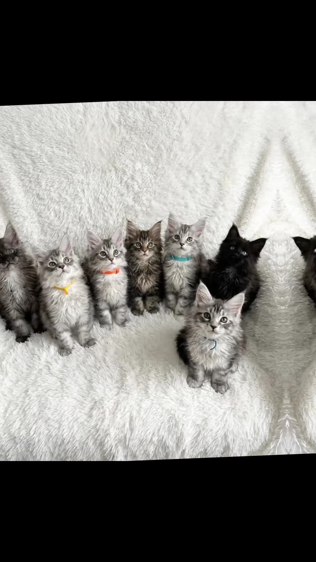 Maine Coon cats for sale: Stunning TICA registered Maine Coon Kittens - Video 1