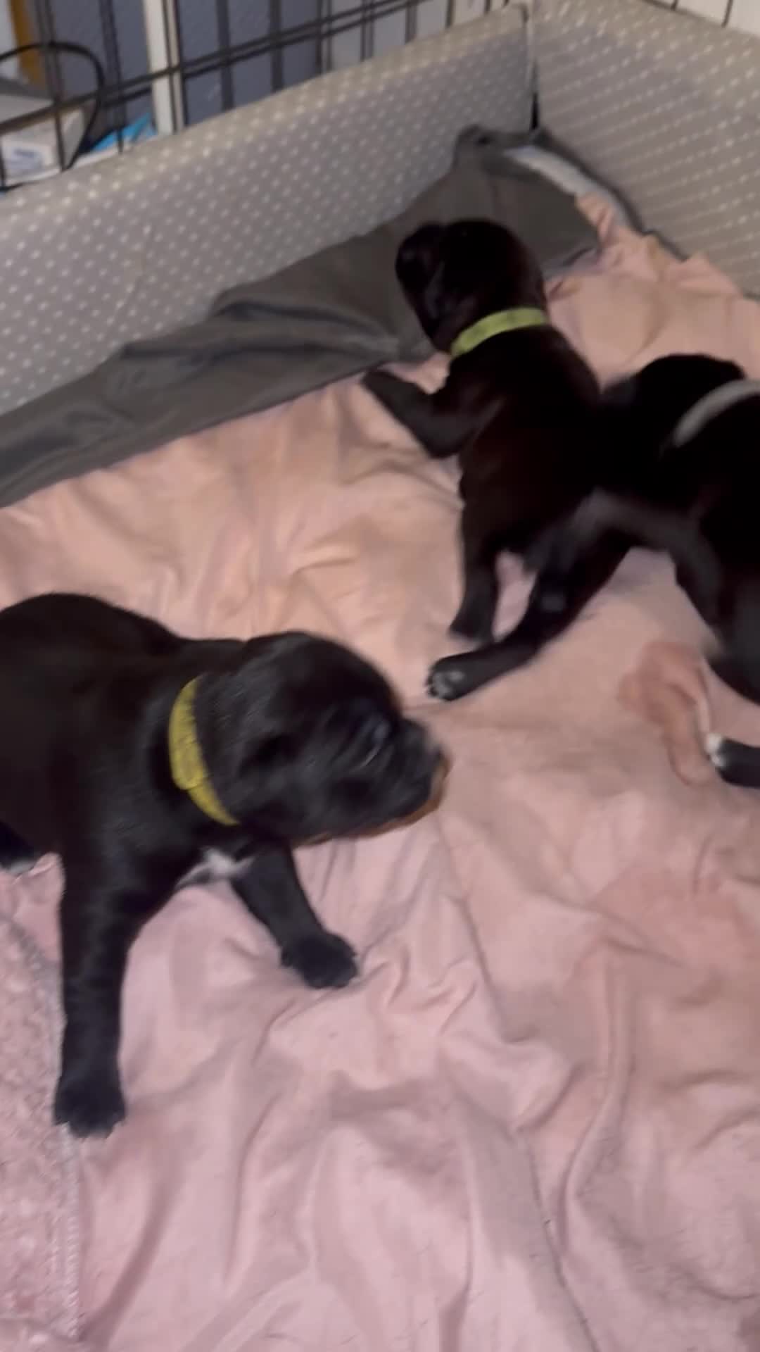 Staffordshire Bull Terrier dogs for sale: Gorgeous staffy puppies  - Video 1