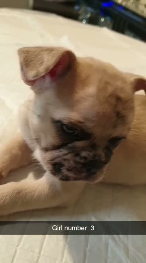 French Bulldog dogs for sale: Beautiful Frenchies  - Video 1