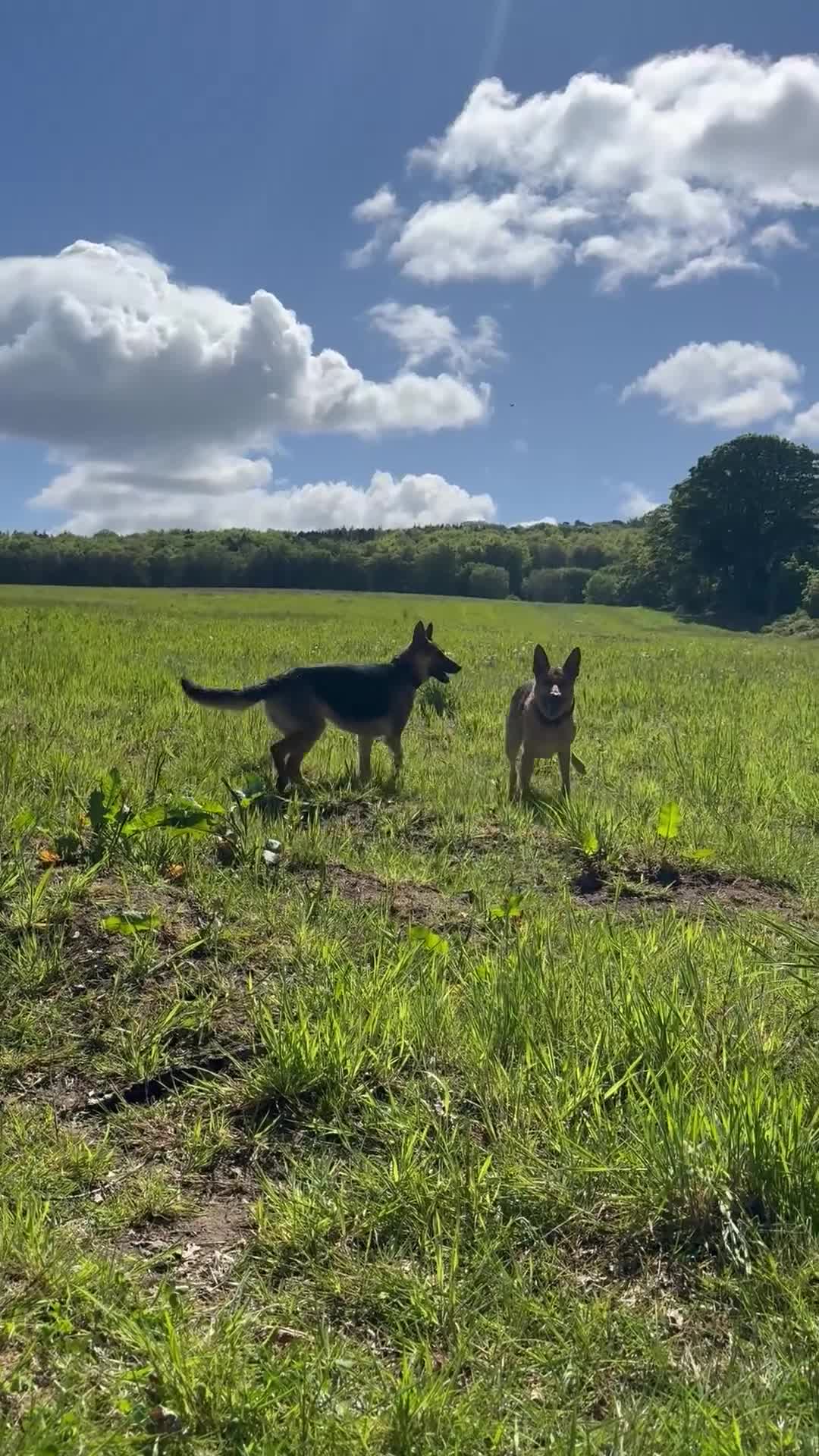 German Shepherd dogs for sale: 3 year old German Shepherd - Video 3