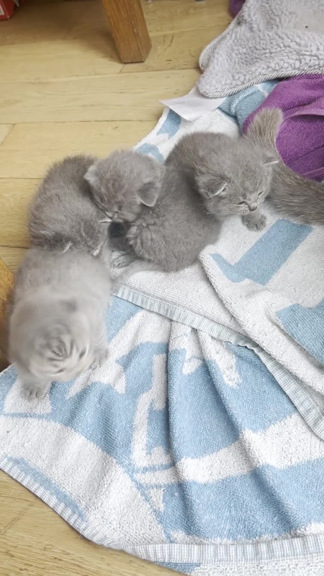 British Shorthair cats for sale: Stunning British Blue Short Hair Kittens - Video 1