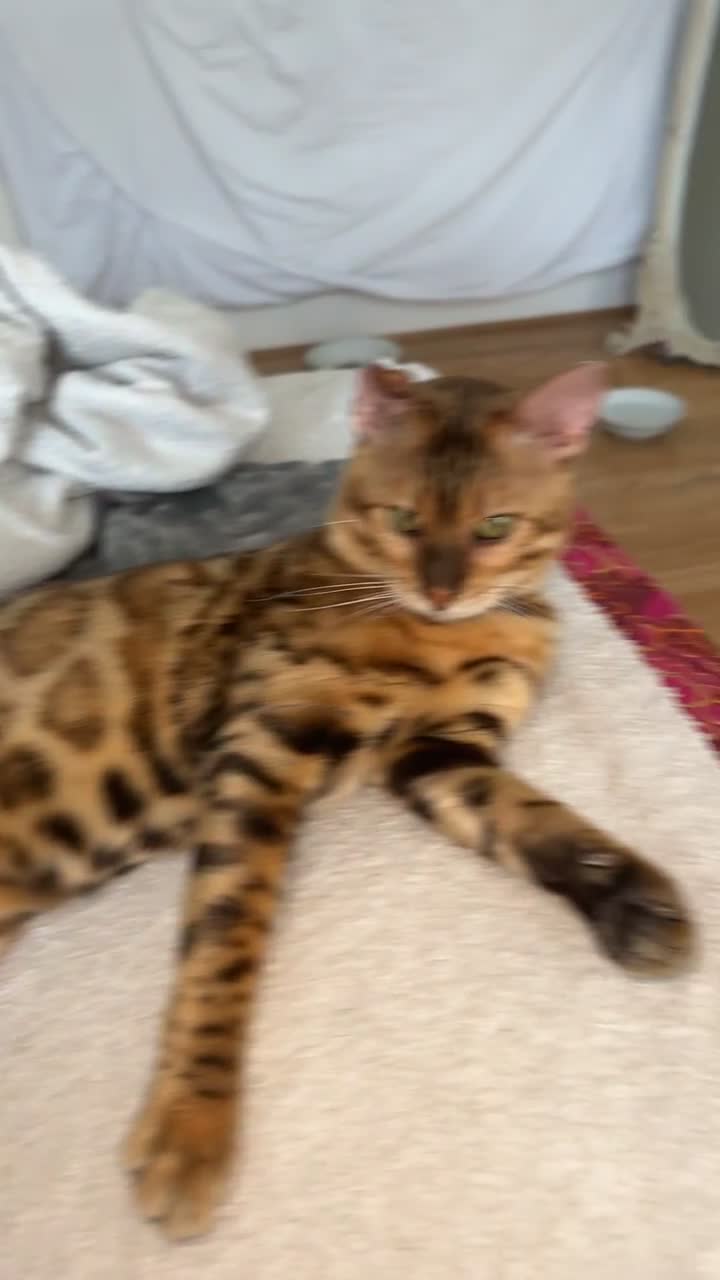 Bengal cats for stud: Bengal Stud Available🌟Hurry before spayed!🤍 in Ilford - Video 1