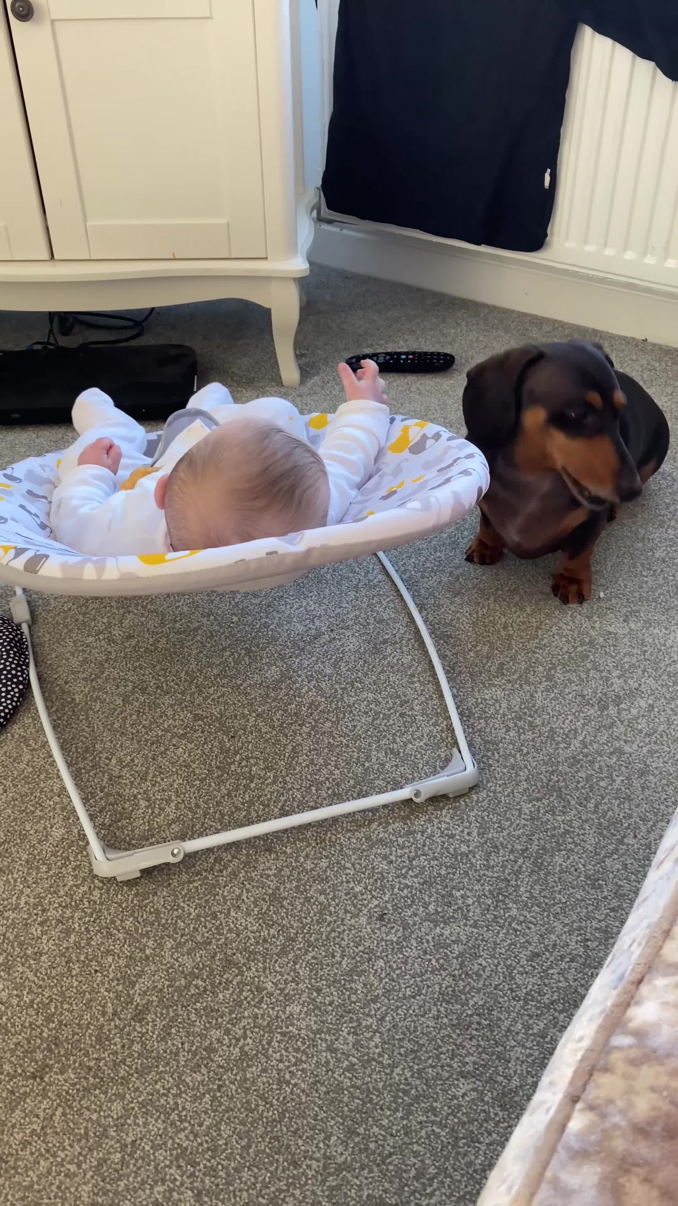 Miniature Dachshund dogs for sale: Mini Dachshund  - Video 1