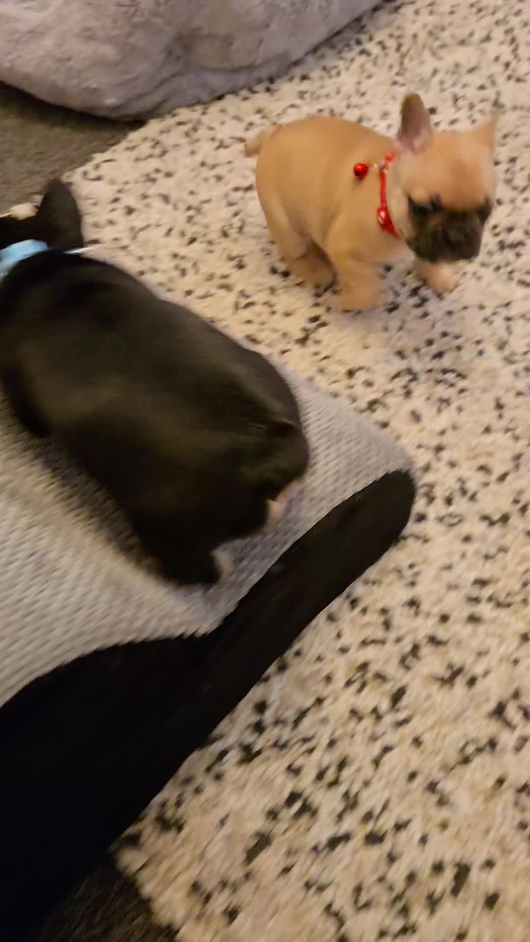 French Bulldog dogs for sale: French bulldog puppies.  - Video 2