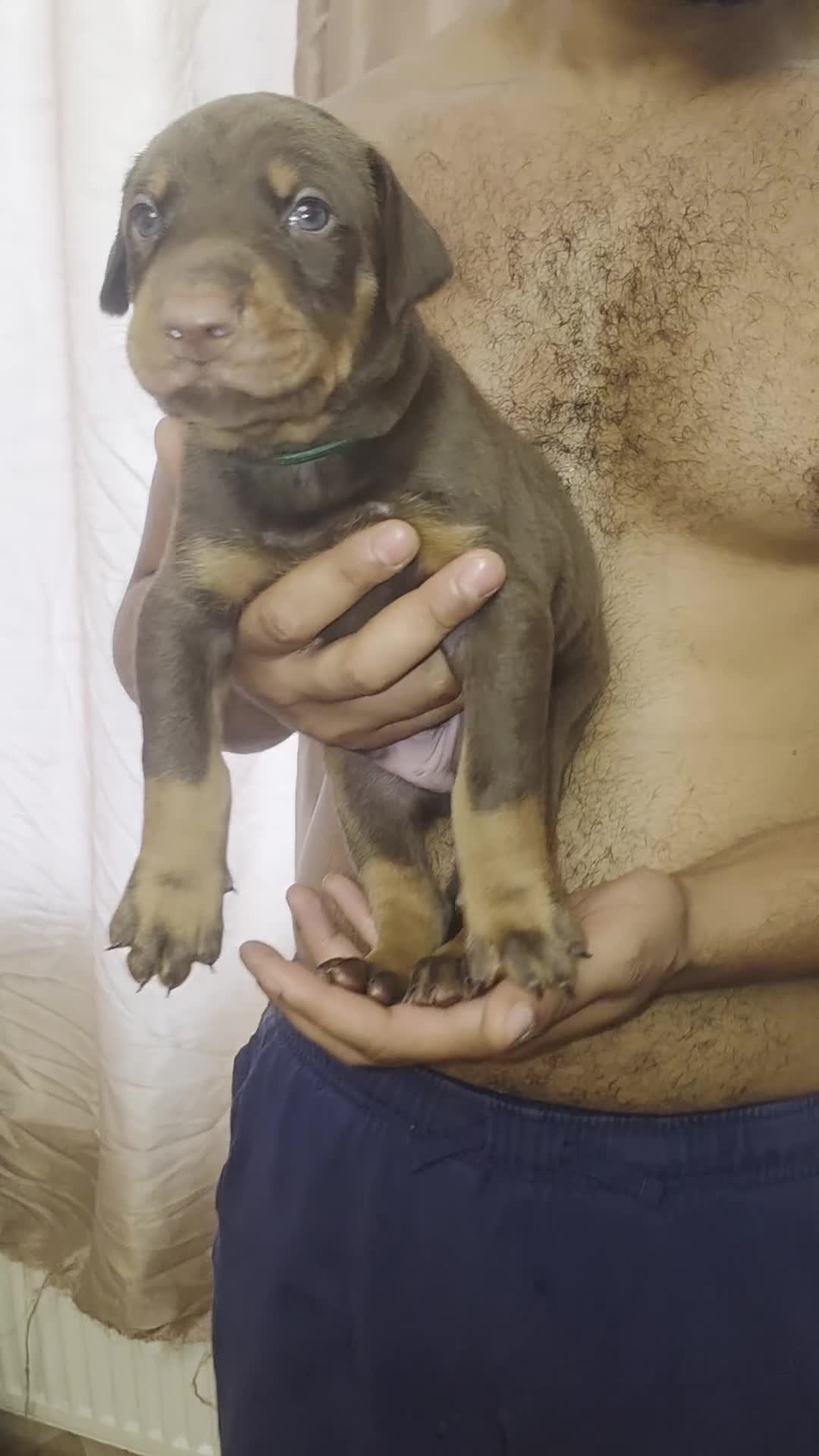 Dobermann dogs for sale: Pedigree Chunky Doberman Puppies - Video 2