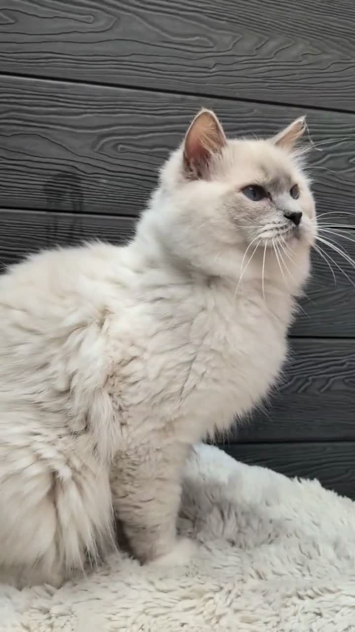 Ragdoll cats for stud: Stude boy blue mitted  - Video 1