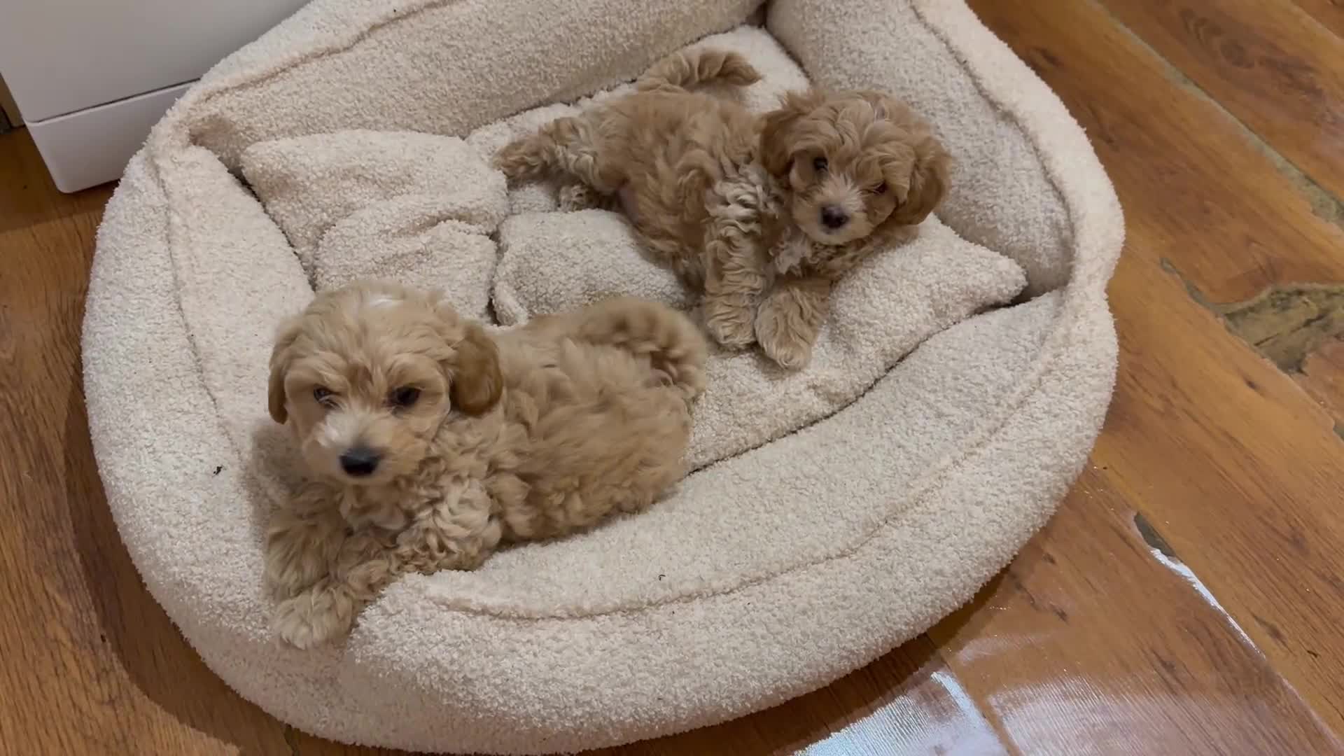 Maltipoo dogs for sale: Real life teddy bears f1 Maltipoo last 1!🐾🐶❤️💥 - Video 1