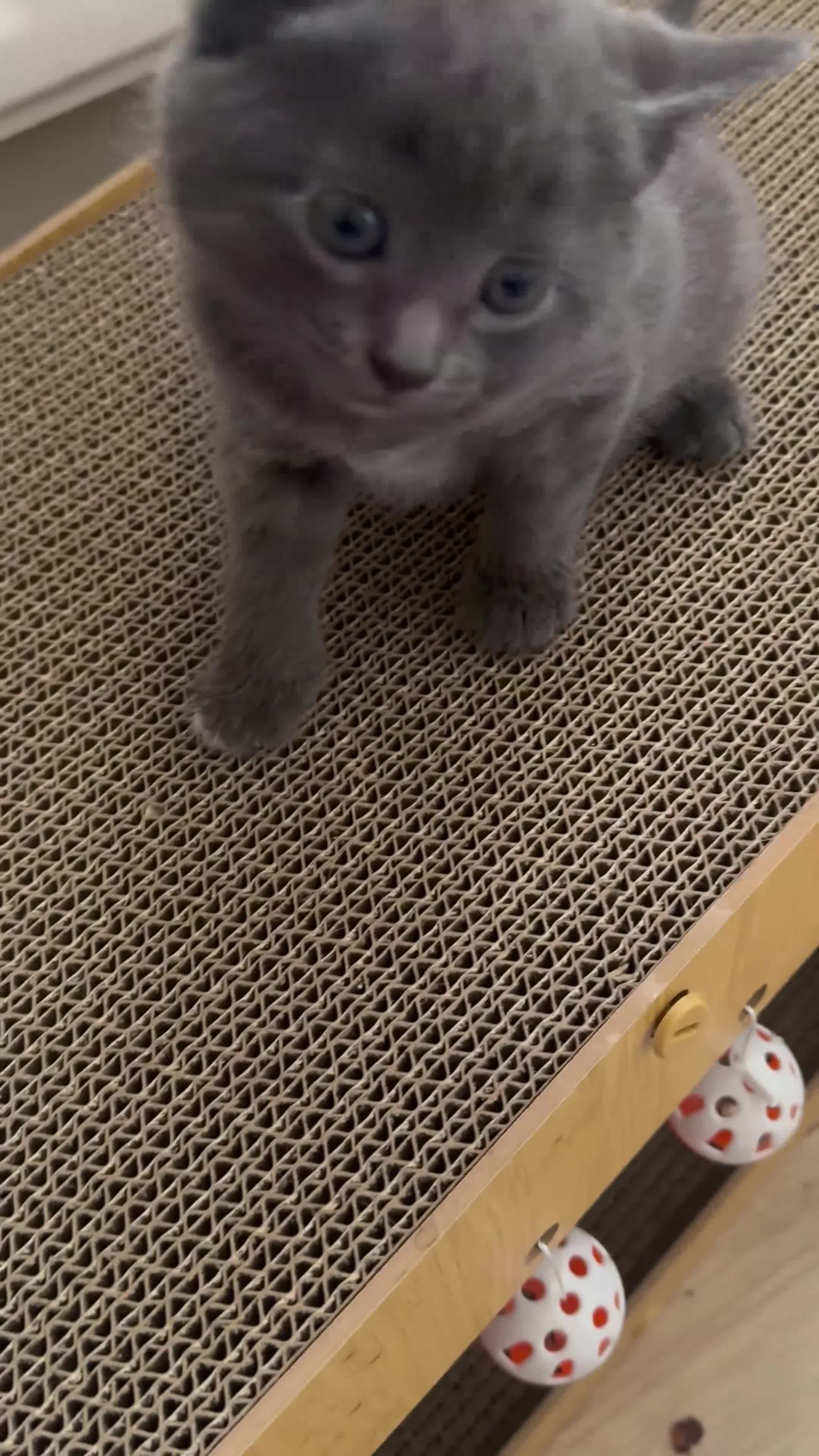Russian Blue cats for sale: Half Russian blue kittens  - Video 1