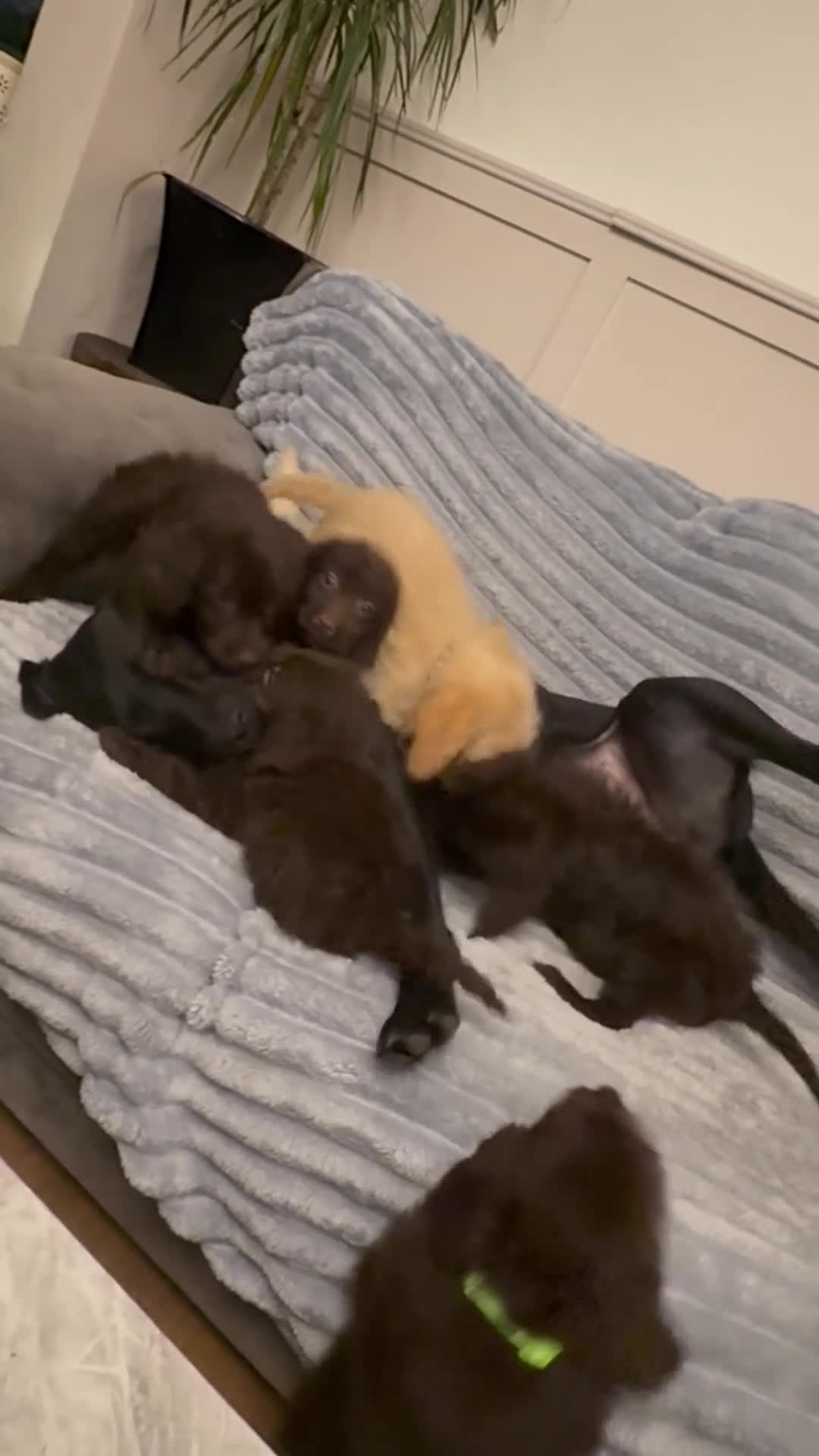 Labradoodle dogs for sale: F1 labradoodle pups  - Video 1