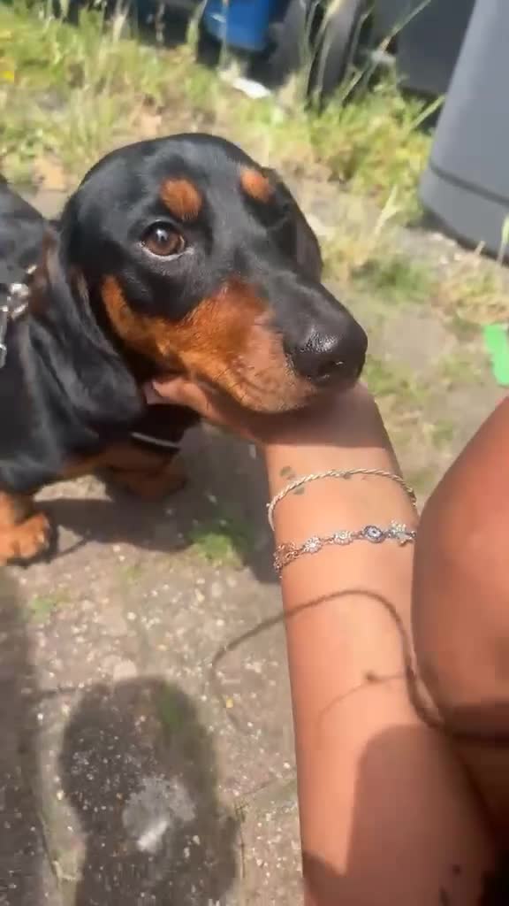 Dachshund dogs for sale: Meet Milo Black and Tan dachshund  in Ramsgate - Video 1
