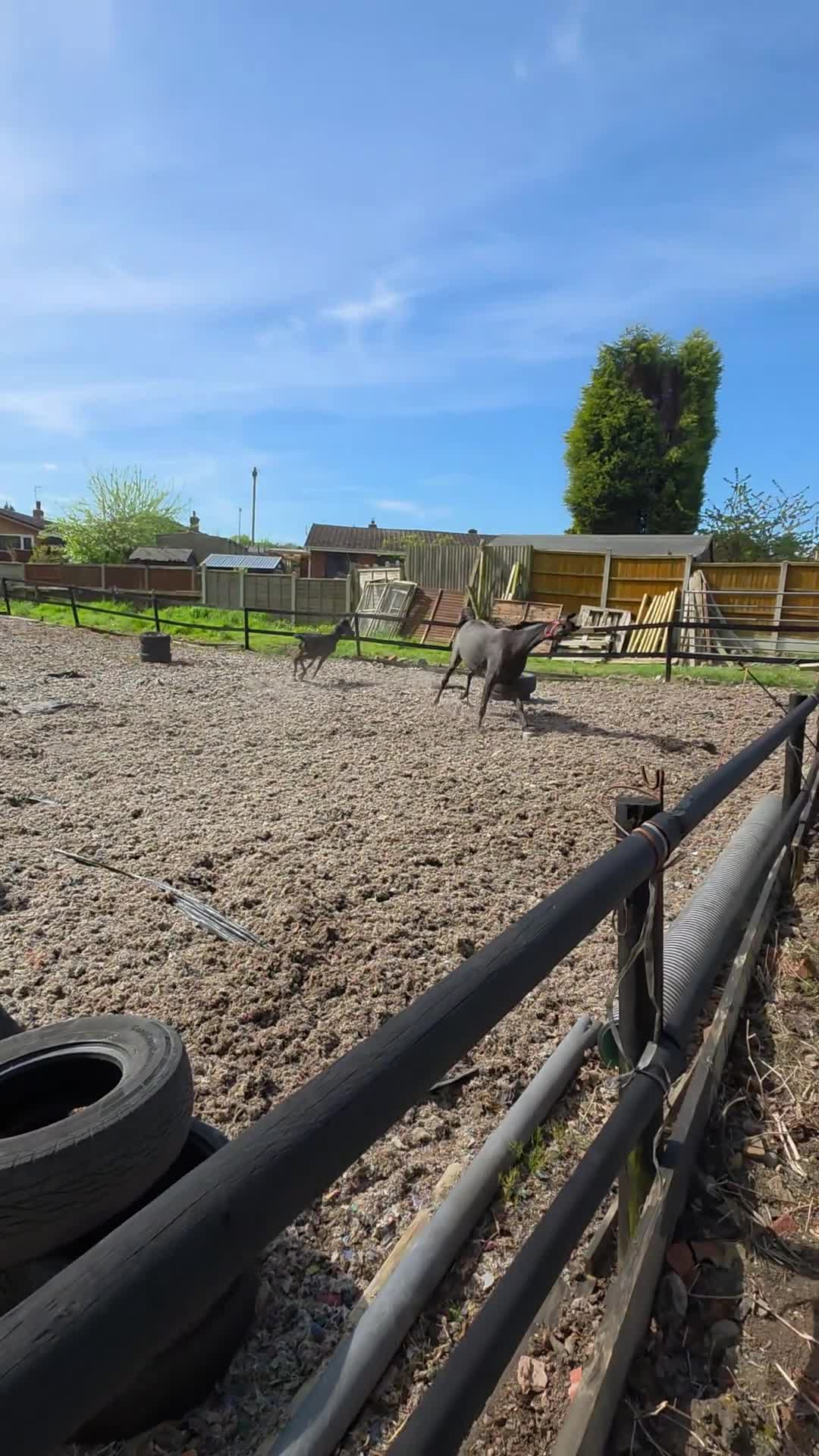 Arabian horse horses for sale: READY to Reserved ! REGISTERED BLACK ARAB COLT  - Video 1