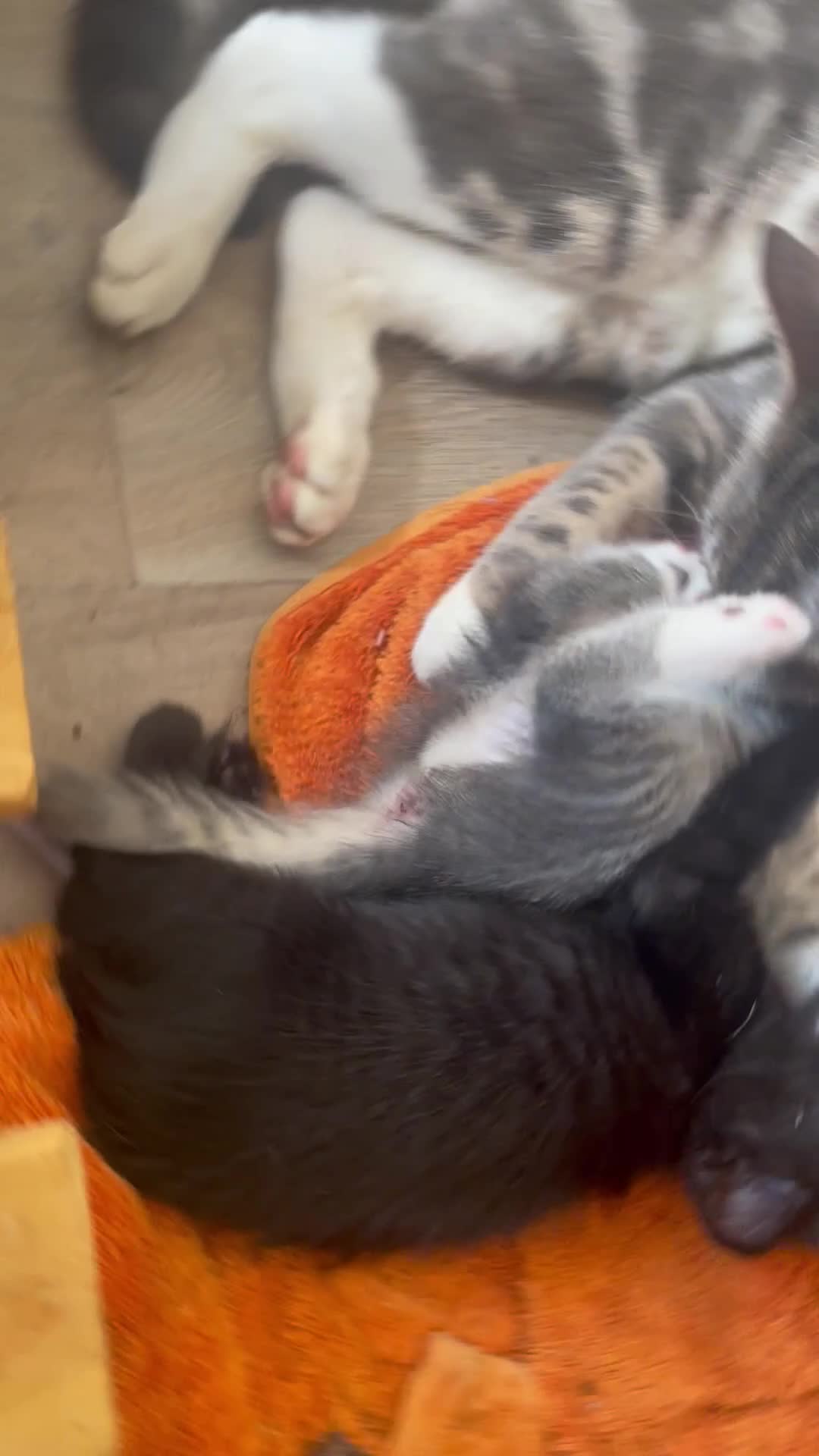 Bengal cats for sale: Gorgeous Bengal x British Short hair kittens - Video 2