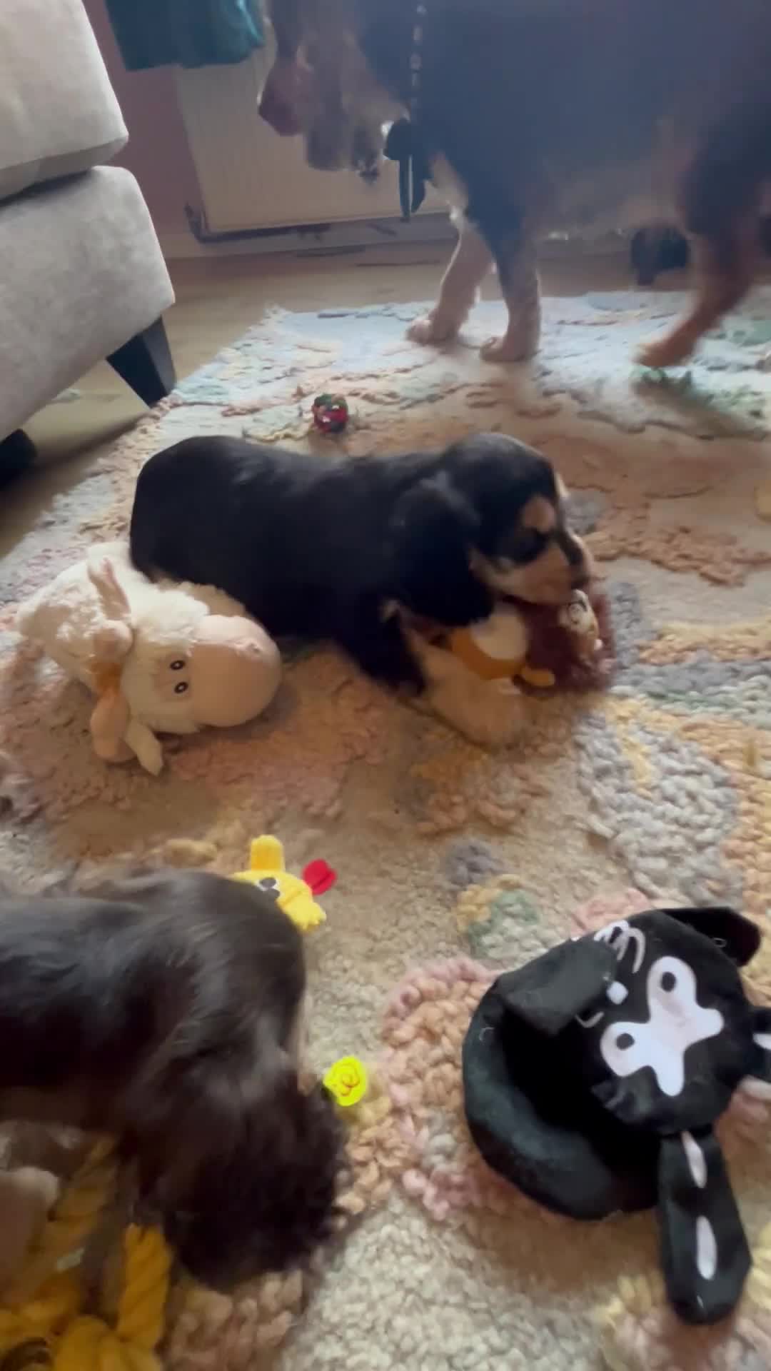 Cocker Spaniel dogs for sale: KC registered, health tested, Show cocker spaniels - Video 5