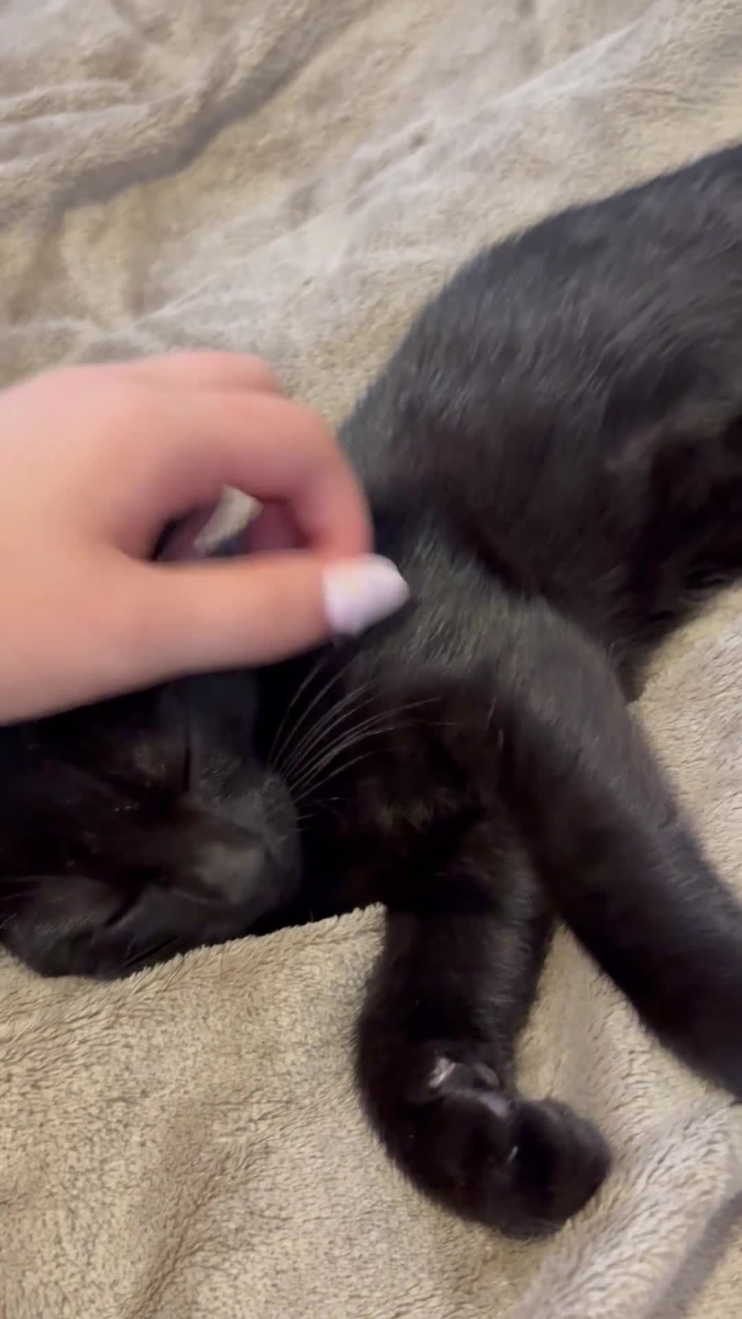 Mixed Breed cats for sale: Blue and Black Bonded Pair Male Kittens - Video 4