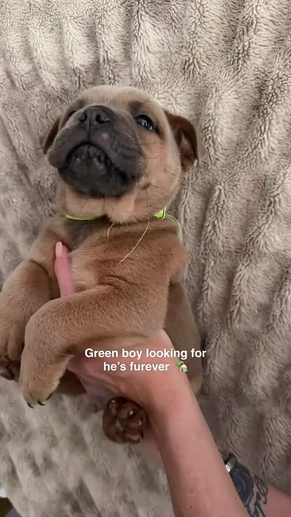 Mixed Breed dogs for sale: Bulldog cross Chow Chow in Romford - Video 4