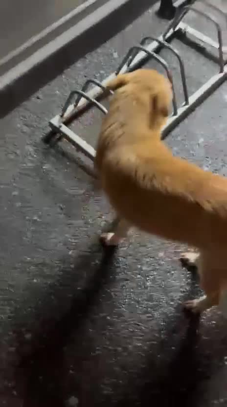 Mixed Breed dogs for adoption: 🐾 Meet Larisa - a gentle girl for a Loving Home💛 - Video 2