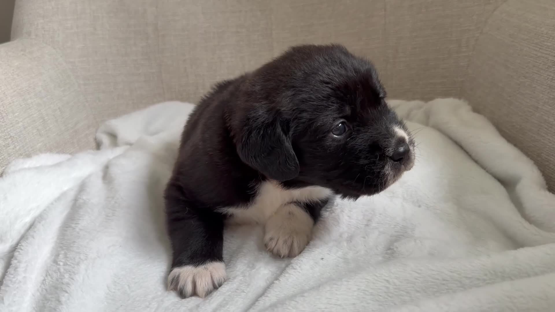 Mixed Breed dogs for sale: EXCLUSIVE LITTER: F1 Old English Bordeaux Puppies! - Video 5