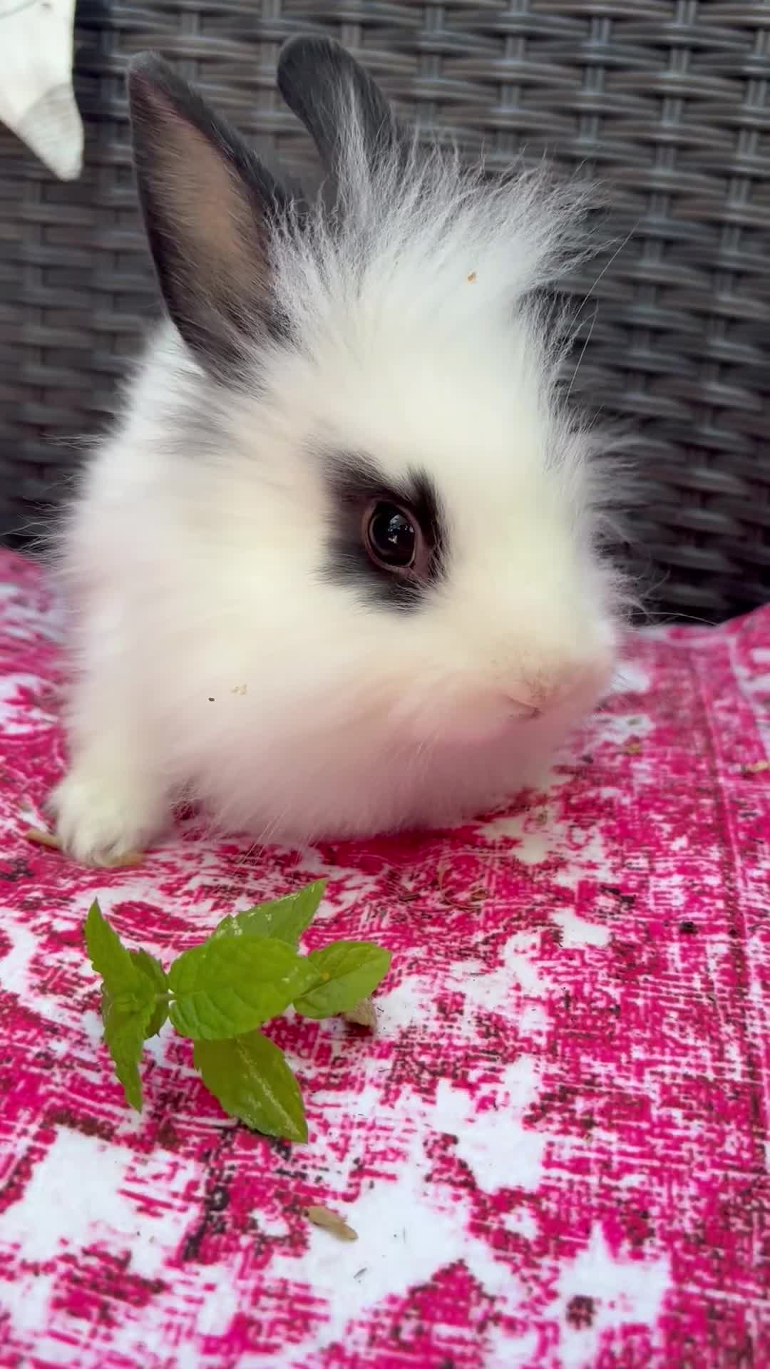 Mixed Breed rabbits for sale: Angora x lionhead babies  - Video 1