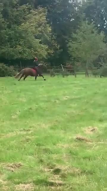 Welsh Section D horses for sale: 14.1 family pony super all rounder  - Video 4