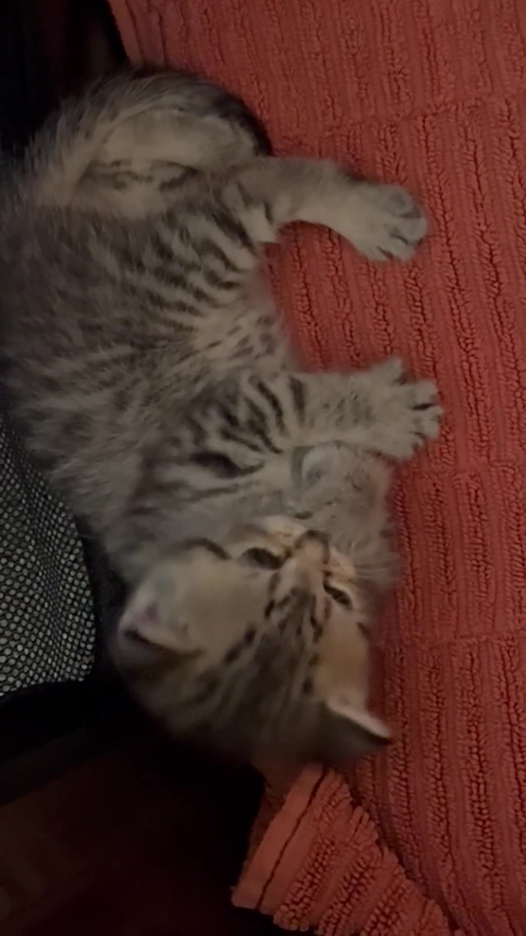 British Shorthair cats for sale: Sweet British Shorthair X Kittens - Video 3