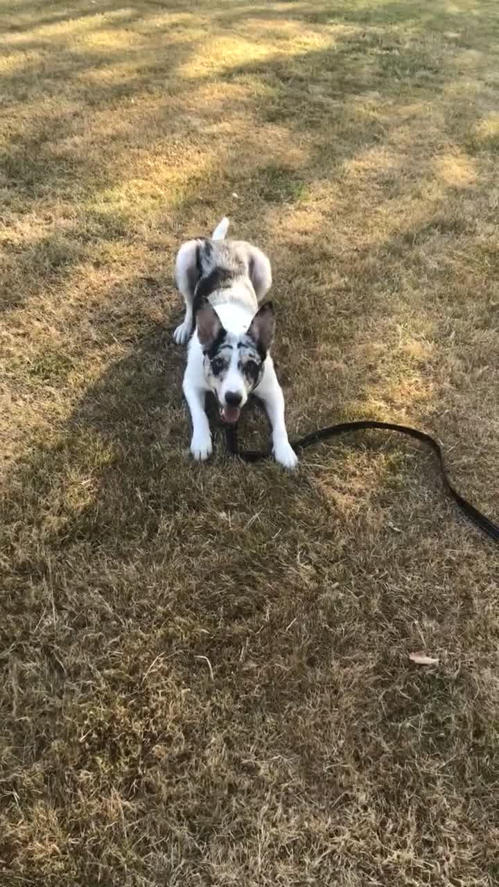 Border Collie dogs for sale: Merle border collie in Runcorn - Video 2
