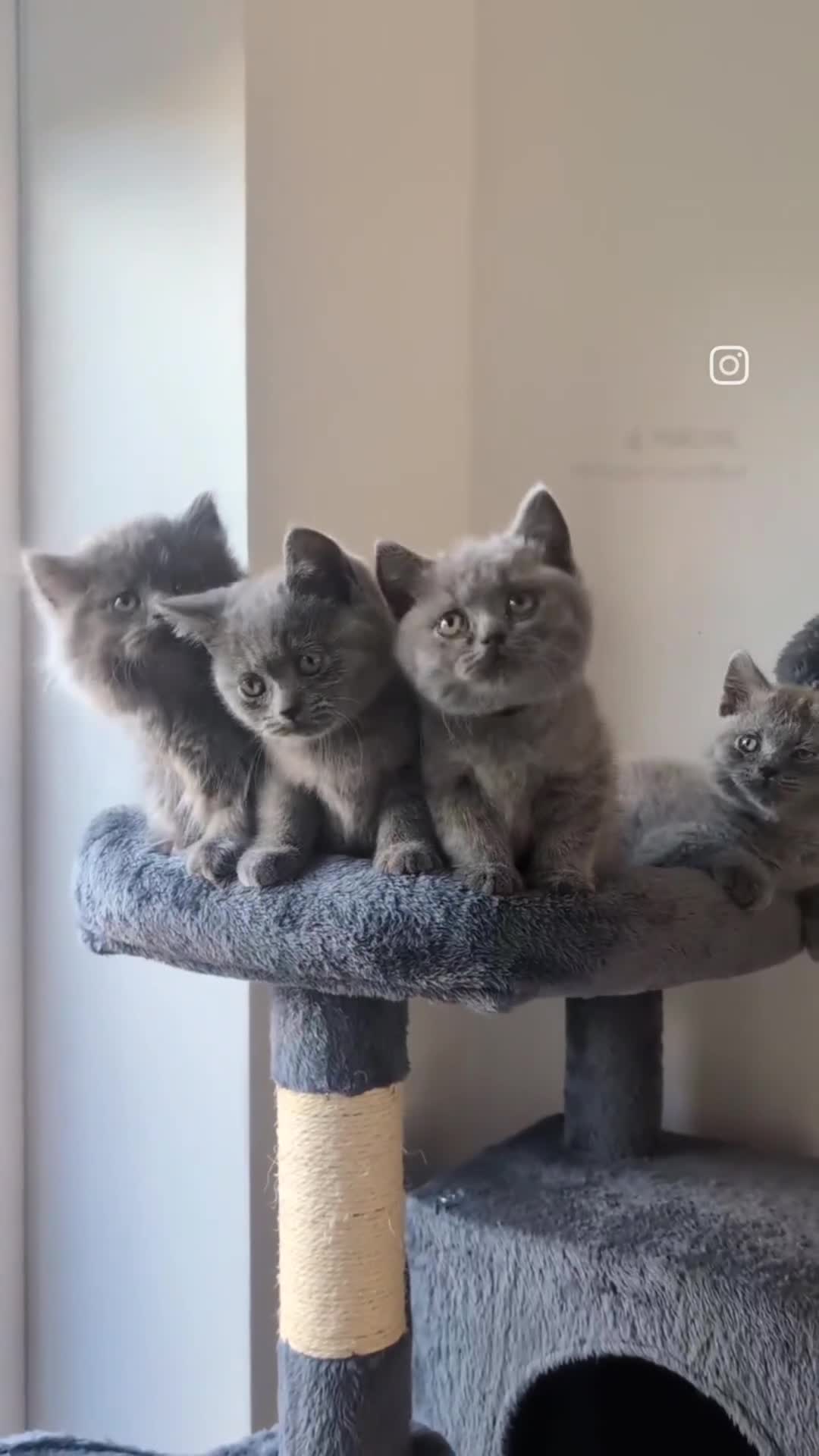 British Shorthair cats for sale: GCCF British Shorthair & longhair kittens - Video 1