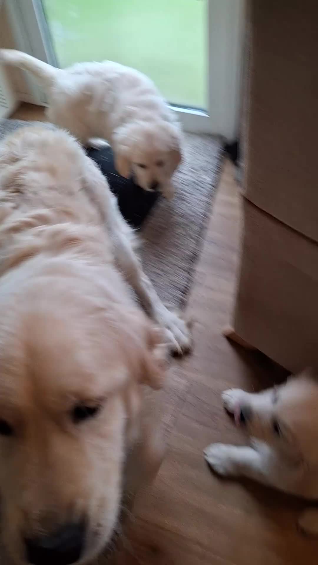 Golden Retriever dogs for sale: Golden Retreiver Puppies  - Video 1