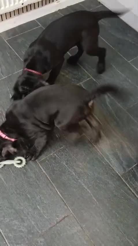 Cane Corso dogs for sale: ***REDUCED*** Cane Corso pups - Video 1