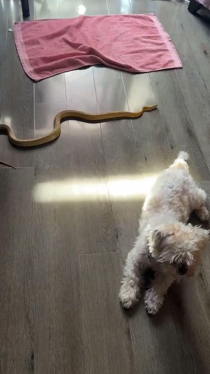 Corn Snake reptiles for sale: 4-Year-Old Corn Snake + Complete Vivarium Setup  - Video 1