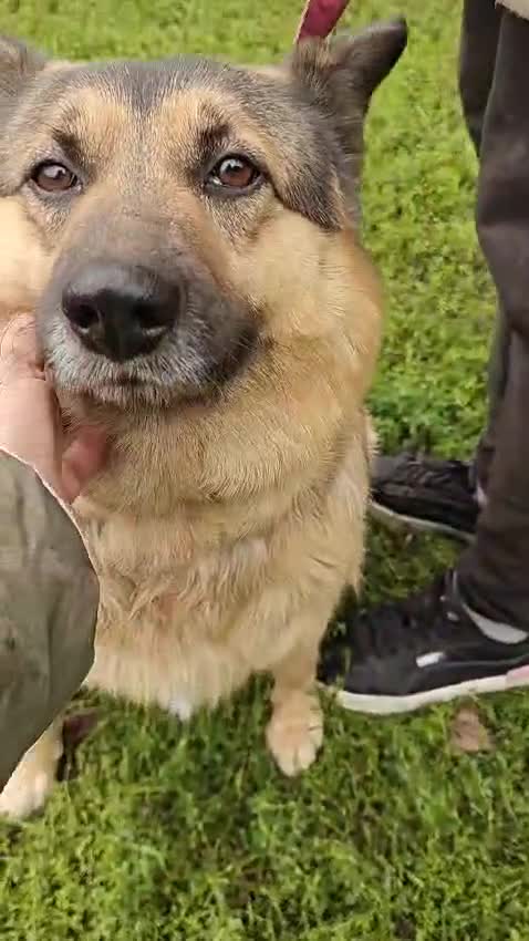 Mixed Breed dogs for adoption: 💖🐶 SIMA 🐶💖 - Video 1