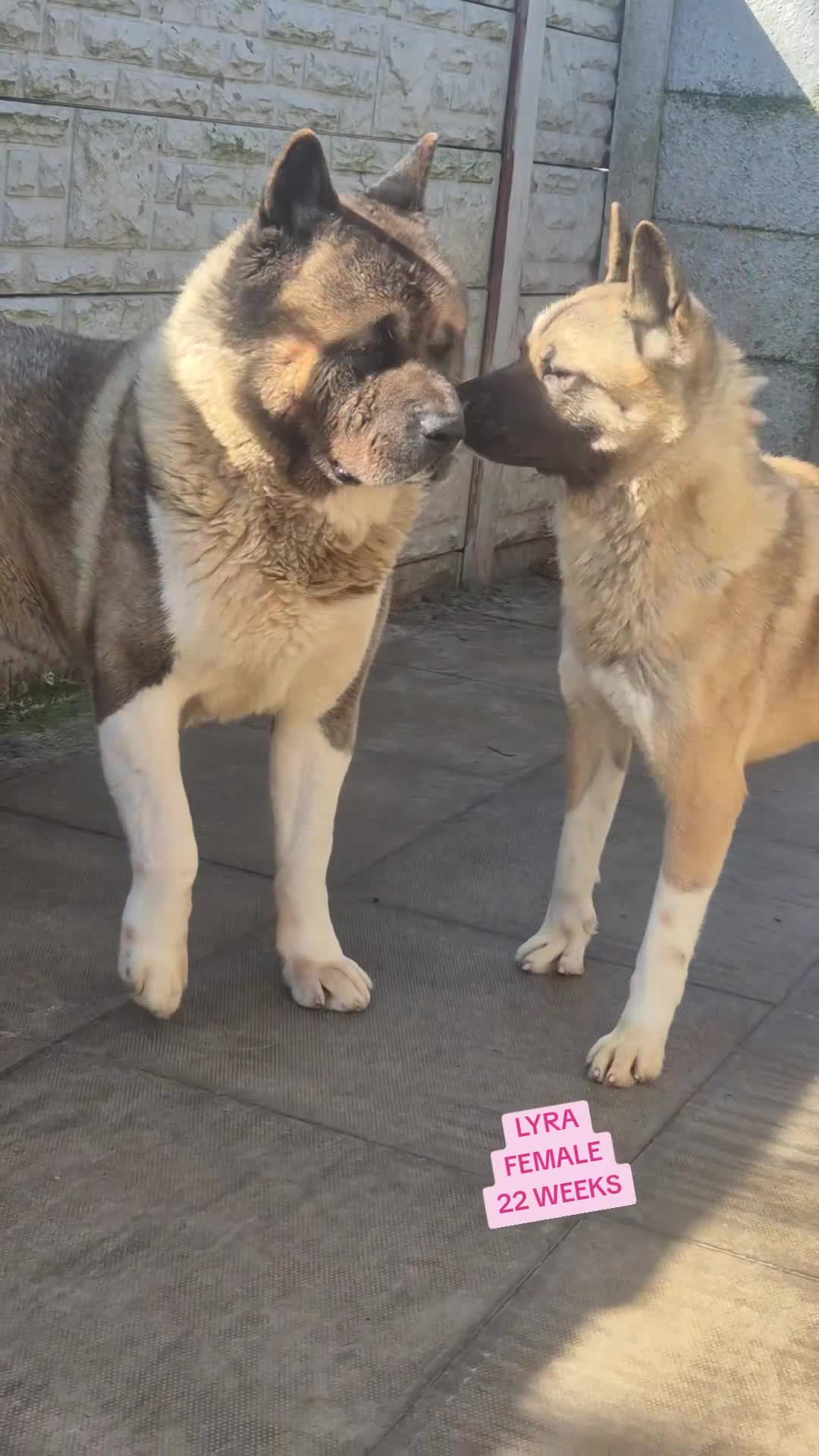 Akita dogs for sale: AMERICAN AKITA FEMALE (LAST ONE) - Video 2