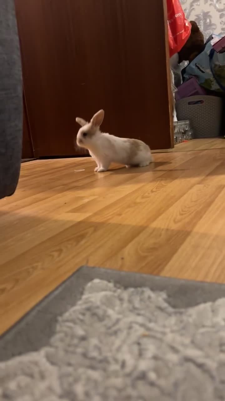 Dwarf Lop rabbits for sale: Boy dwarf mini pop and female lop - Video 1