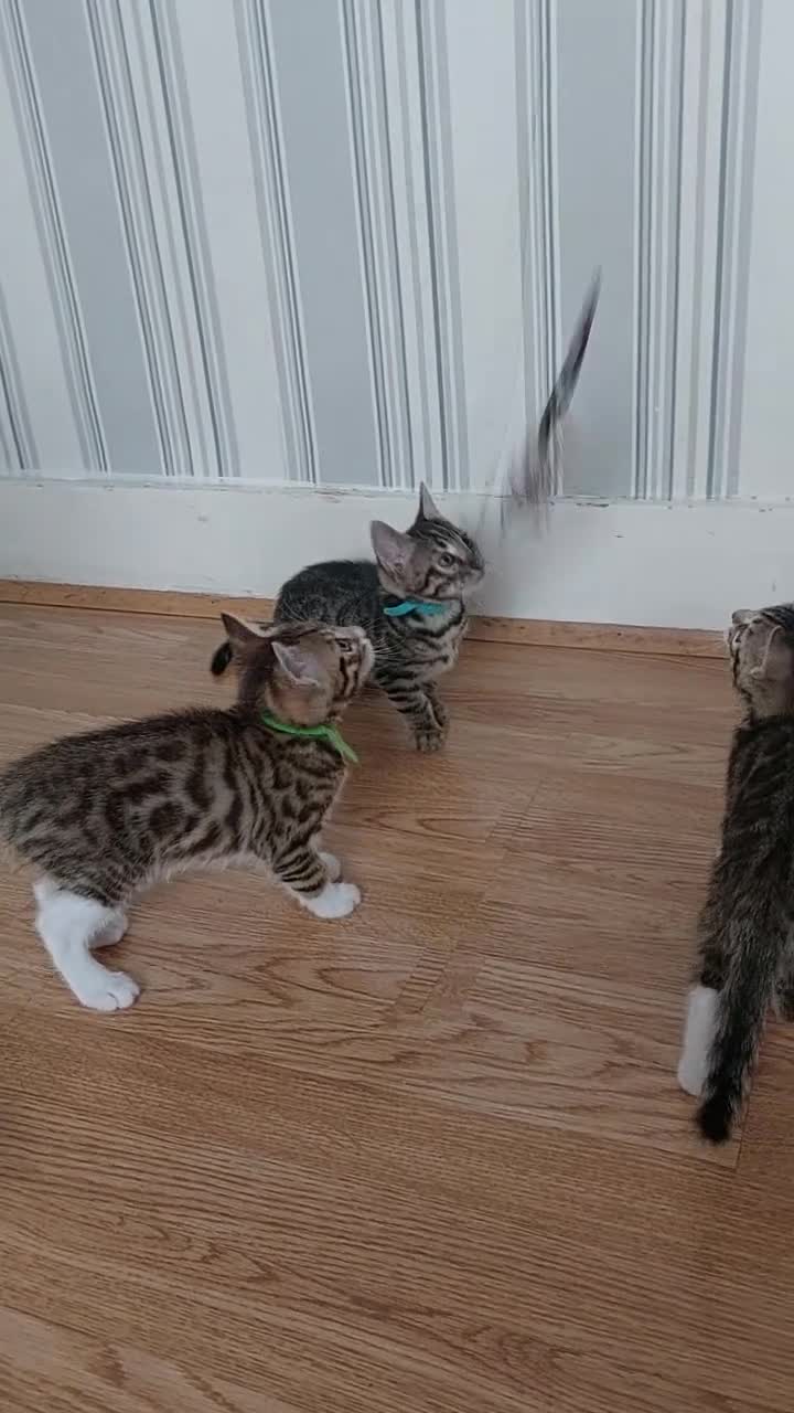 Bengal cats for sale:  Ready NOW!Mixed/x tabby/half bengal kittens💙💚🧡 - Video 1