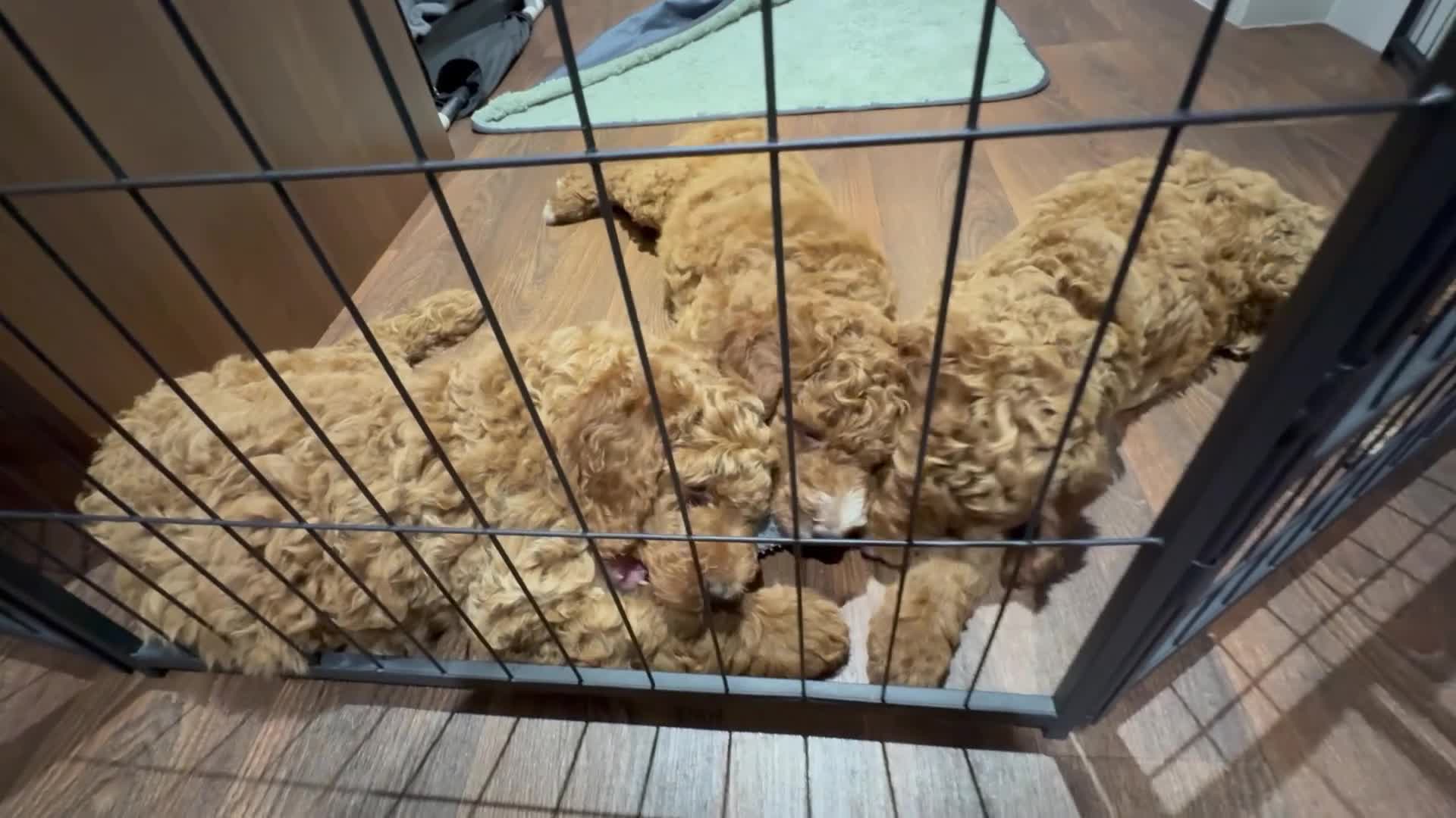 Poodle dogs for sale: Standard poodle  - Video 1