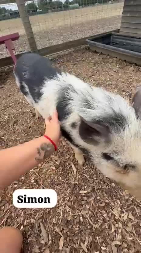Pig livestock for sale: 🐷💙Meet Simon the Mini Pig 💙🐷 - Video 1