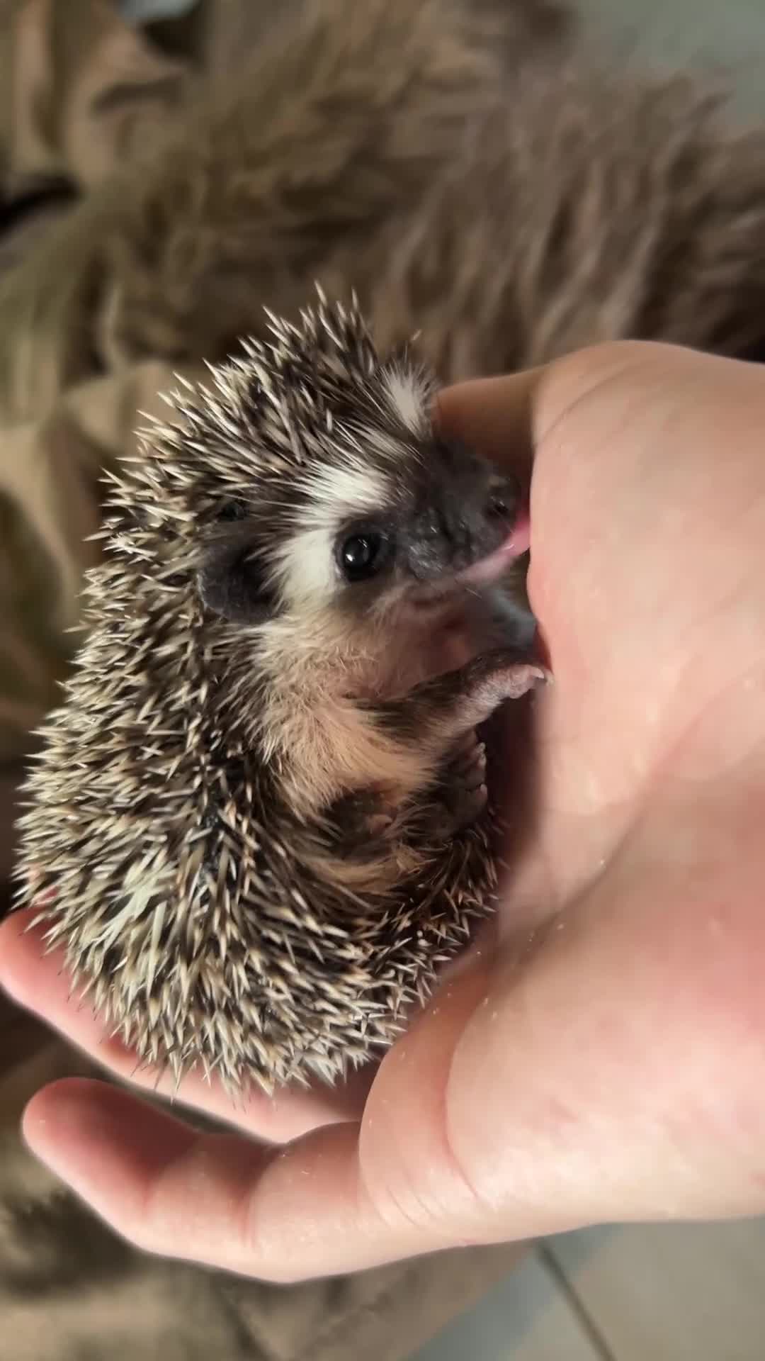 Pygmy Hedgehog rodents for sale: Two Gorgeous Hoglets for Loving Forever Homes - Video 4